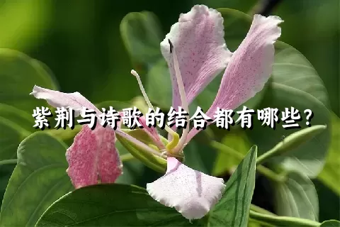 紫荆与诗歌的结合都有哪些？