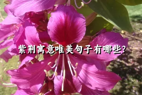 紫荆寓意唯美句子有哪些？