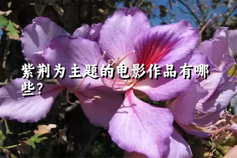 紫荆为主题的电影作品有哪些？