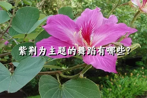 紫荆为主题的舞蹈有哪些？