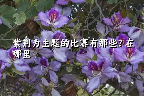 紫荆为主题的比赛有那些？在哪里