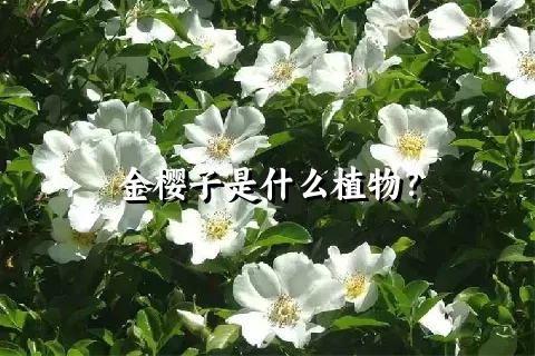 金樱子是什么植物？