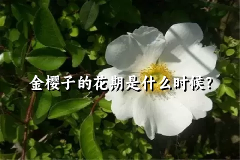 金樱子的花期是什么时候？