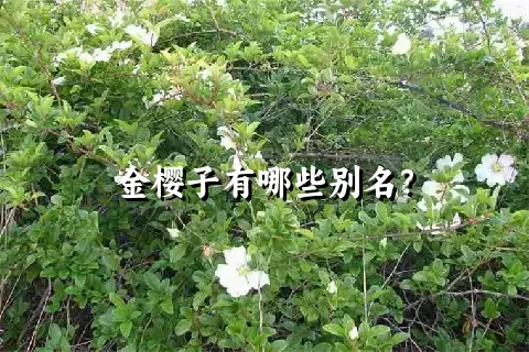 金樱子有哪些别名？