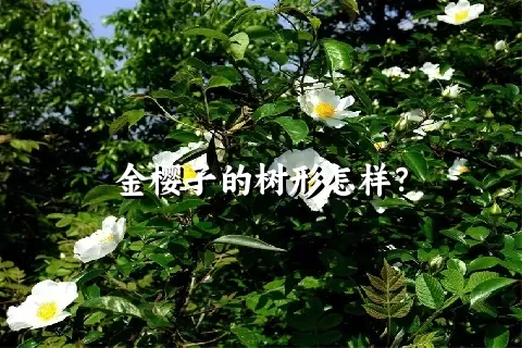 金樱子的树形怎样？