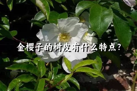 金樱子的树皮有什么特点？