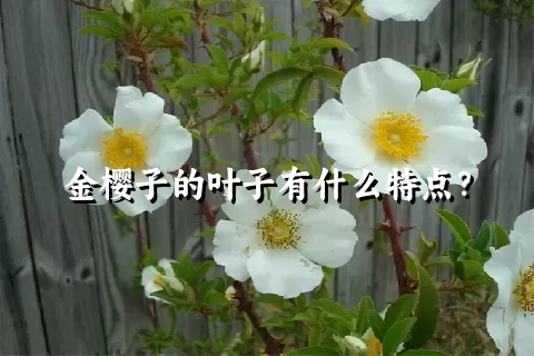 金樱子的叶子有什么特点？