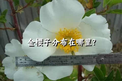 金樱子分布在哪里?