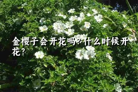 金樱子会开花吗？什么时候开花？