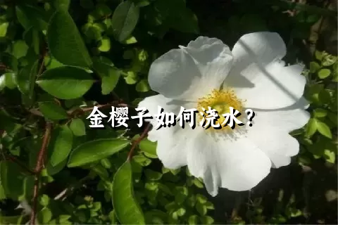 金樱子如何浇水？