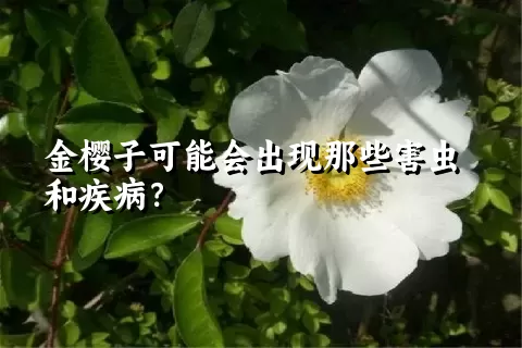 金樱子可能会出现那些害虫和疾病？