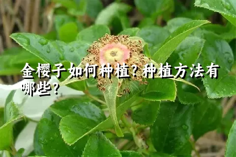 金樱子如何种植？种植方法有哪些？