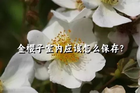 金樱子室内应该怎么保存？