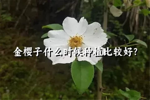 金樱子什么时候种植比较好？