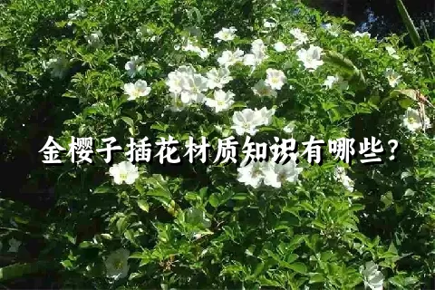 金樱子插花材质知识有哪些？