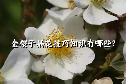 金樱子插花技巧知识有哪些？