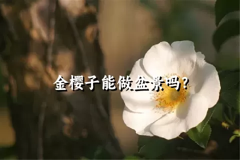 金樱子能做盆景吗？