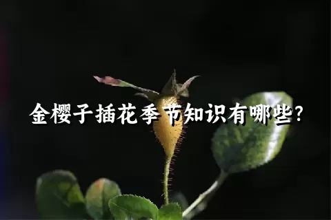 金樱子插花季节知识有哪些？