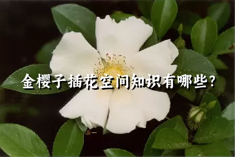 金樱子插花空间知识有哪些？