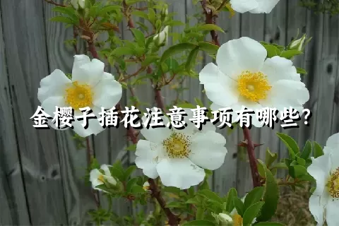 金樱子插花注意事项有哪些？