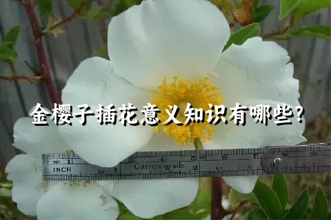 金樱子插花意义知识有哪些？