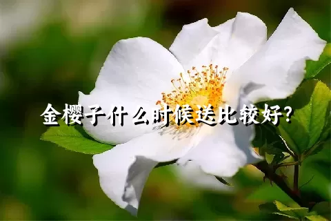 金樱子什么时候送比较好？