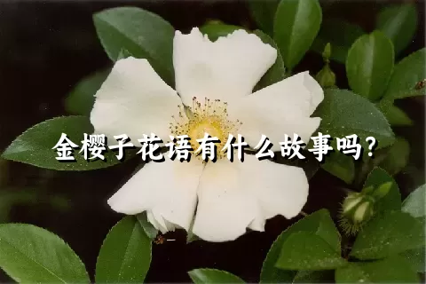 金樱子花语有什么故事吗？