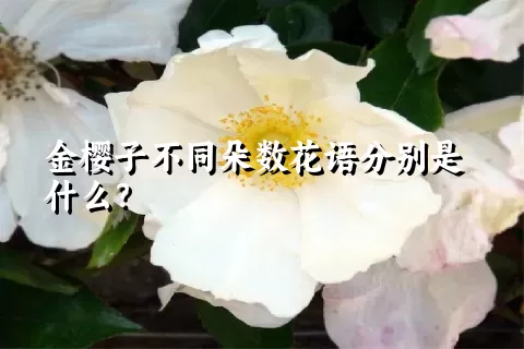 金樱子不同朵数花语分别是什么？