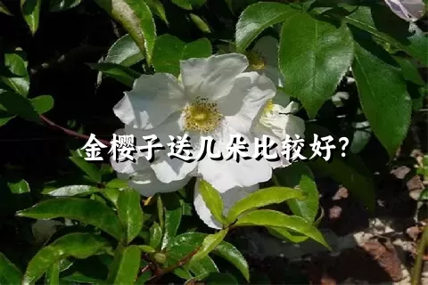 金樱子送几朵比较好？