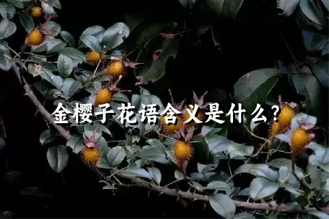 金樱子花语含义是什么？