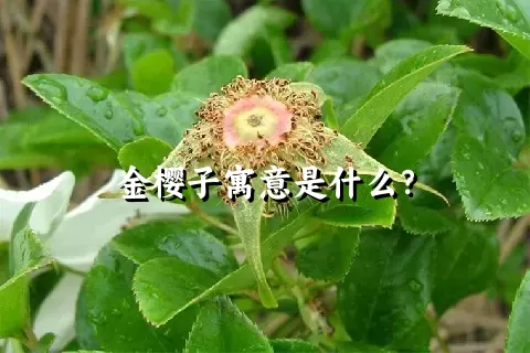 金樱子寓意是什么？