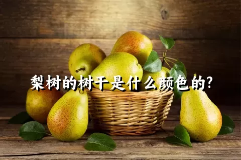 梨树的树干是什么颜色的?