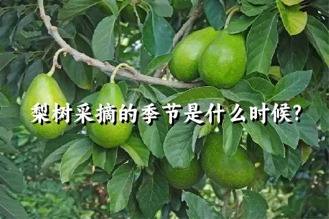 梨树采摘的季节是什么时候?