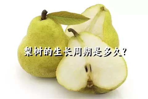 梨树的生长周期是多久?