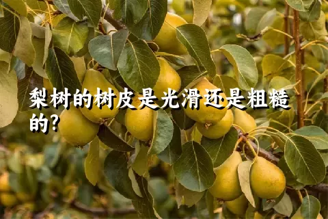 梨树的树皮是光滑还是粗糙的?