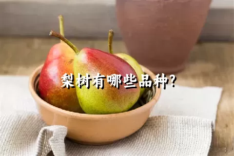 梨树有哪些品种?