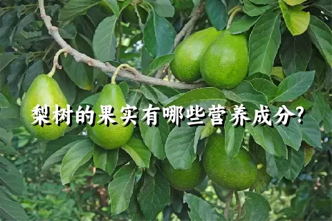 梨树的果实有哪些营养成分?