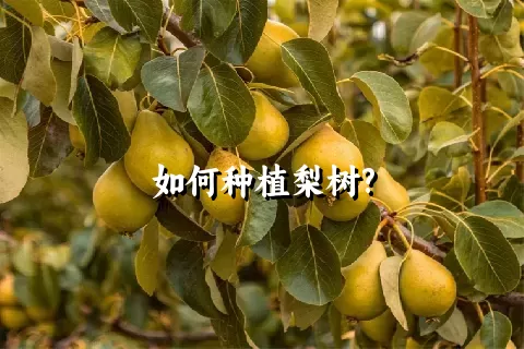 如何种植梨树?