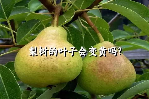 梨树的叶子会变黄吗?