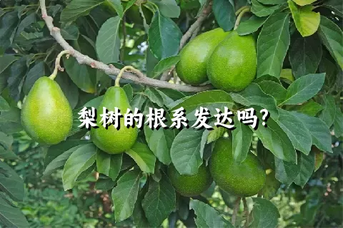 梨树的根系发达吗?