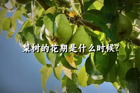 梨树的花期是什么时候?