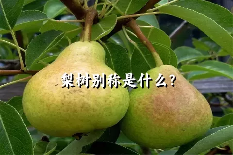 梨树别称是什么？