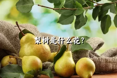 梨树是什么花？