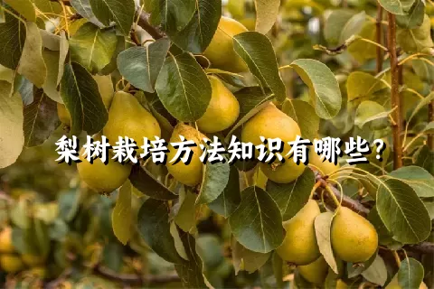 梨树栽培方法知识有哪些？