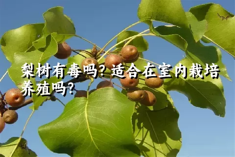 梨树有毒吗？适合在室内栽培养殖吗？