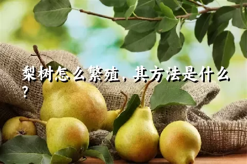 梨树怎么繁殖，其方法是什么？