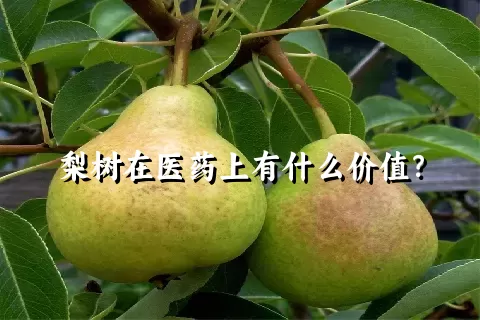 梨树在医药上有什么价值？