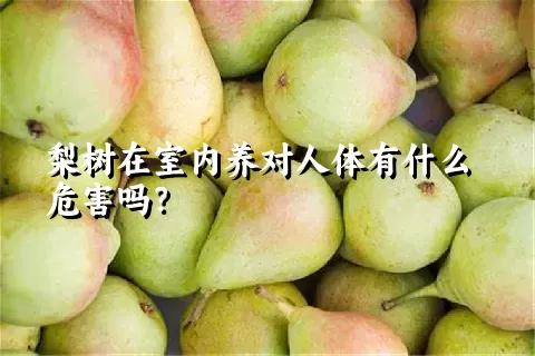 梨树在室内养对人体有什么危害吗？