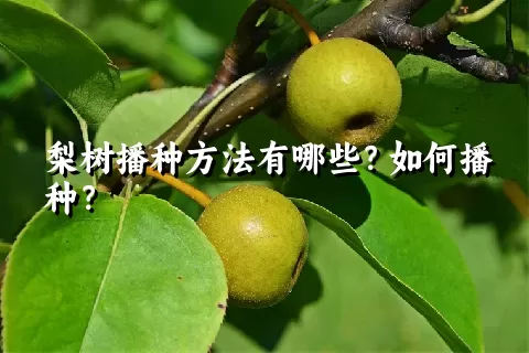 梨树播种方法有哪些？如何播种？