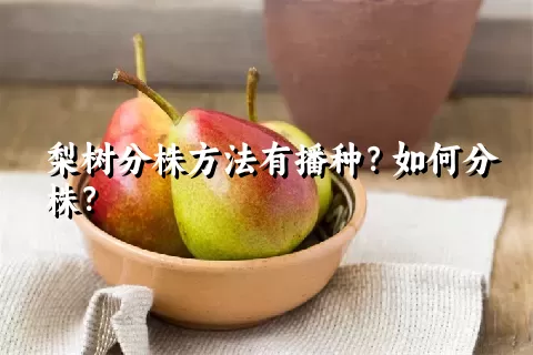 梨树分株方法有播种？如何分株？